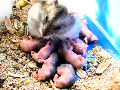 hamster-mother-babies